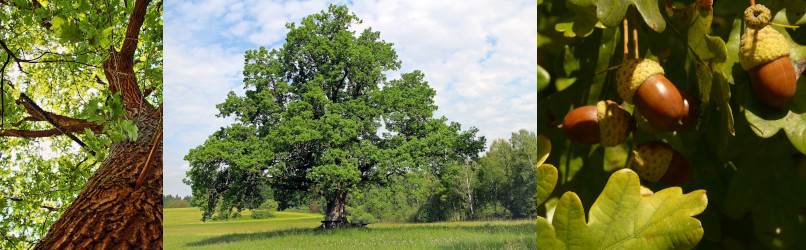 CHËNE.JPG